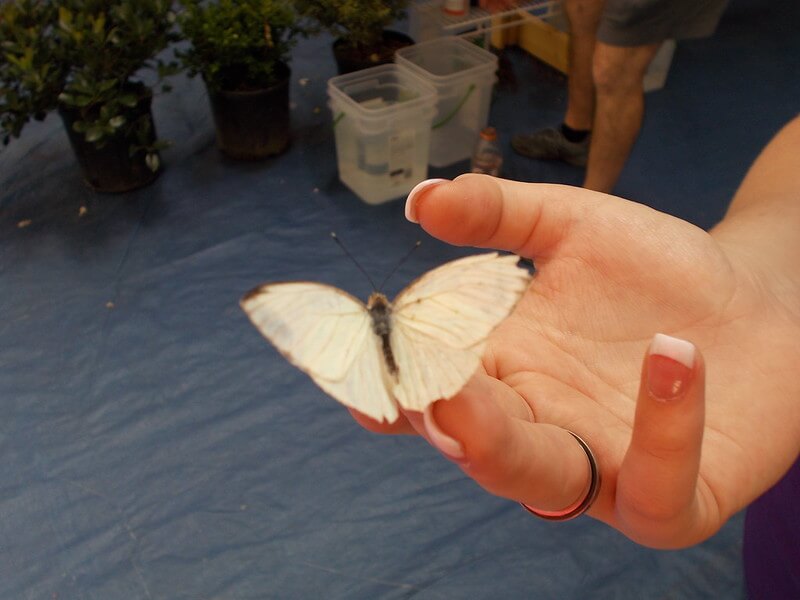 White butterfly on white woman's hand