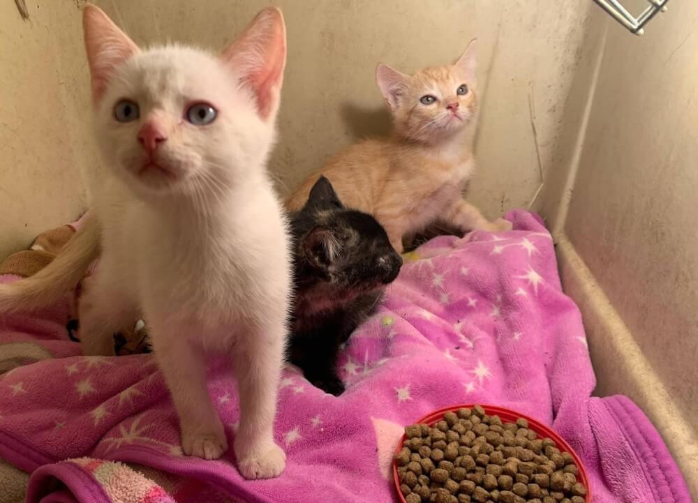 White kitten, black kitten, orange kitten in kennel atop old plush princess blanket